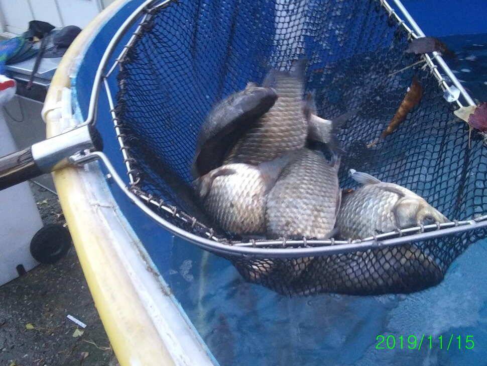 수곡낚시터 오늘도 자연산 토종붕어 방류 조황안내 및 노지잔교 비닐천막 설치 완료 (유료터정보 - 유료터점주조황)