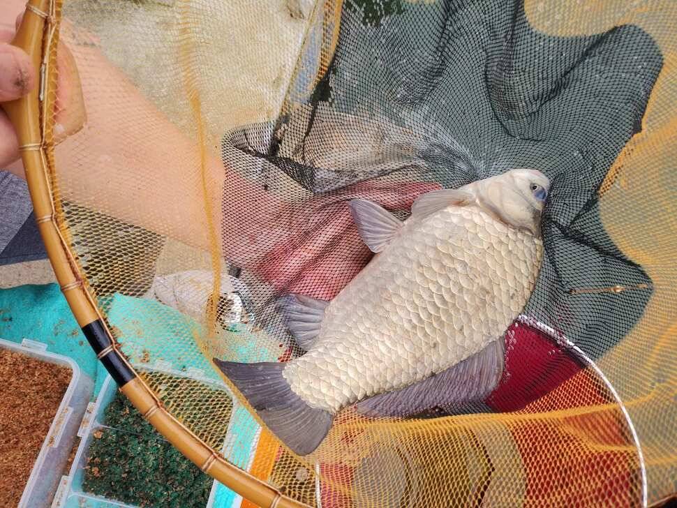 양평 수곡낚시터 9월28 오늘도 고르게 좋은 조황이 이어지고 있네요 오늘 붕어방류 완료하였습니다 (유료터정보 - 유료터점주조황)