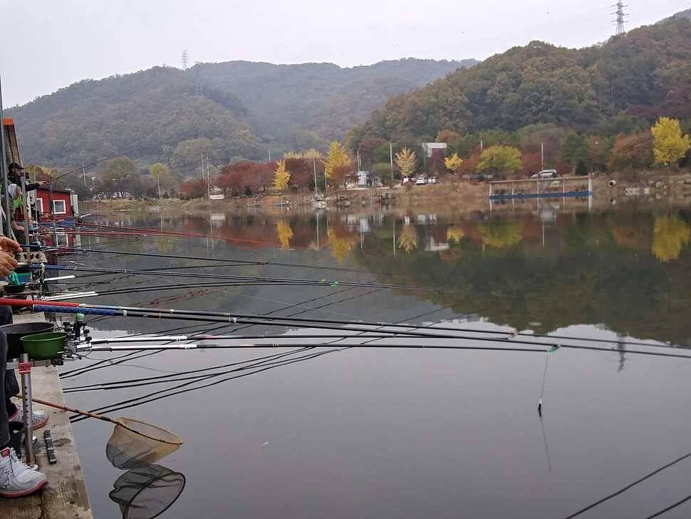 양평 수곡낚시터 자연산 토종붕어 방류 및 주말 조황 안내 (유료터정보 - 유료터점주조황)