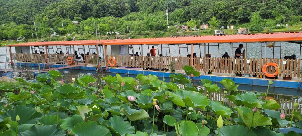 휴가 피서낚시 양평 수곡낚시터 금요일토요일 조황 붕어방류 (유료터정보 - 유료터점주조황)