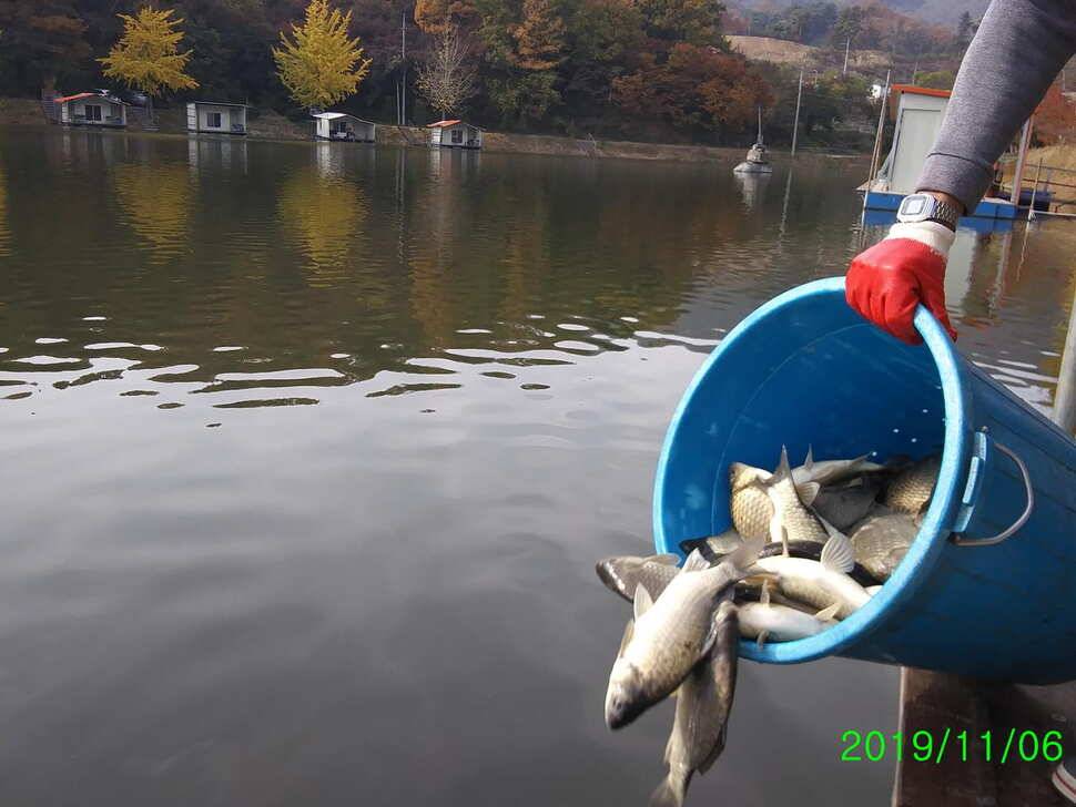 수곡낚시터 오늘도 붕어 대량 하였으며 조황소식 안내드립니다 (유료터정보 - 유료터점주조황)
