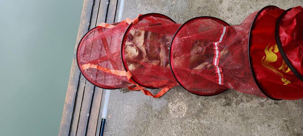 양평 힐링 수곡낚시터 셋째주 주중반 수목 조황입니다 (유료터정보 - 유료터점주조황)