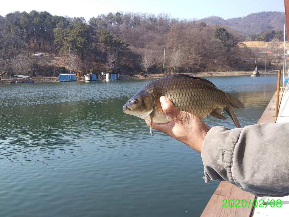 양평 수곡낚시터 붕어방류 및 주말 조황 (유료터정보 - 유료터점주조황)