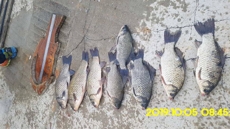 용인 신원낚시터 토종대물48짜리 구경하고 가시겠습니다 (유료터정보 - 유료터점주조황)