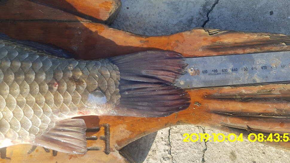 용인 신원낚시터 토종대물48짜리 구경하고 가시겠습니다 (유료터정보 - 유료터점주조황)