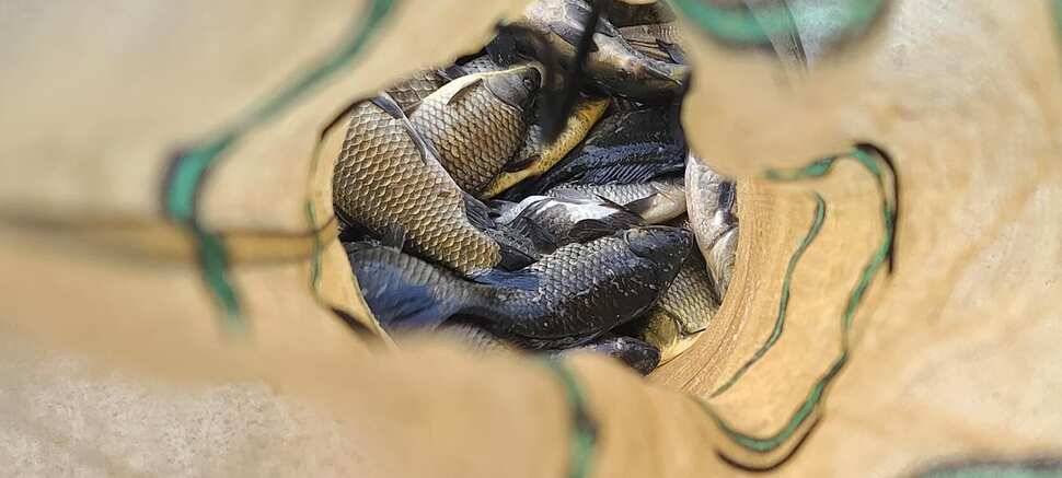양평낚시터 수곡낚시터 주중조황이 꾸준히 좋네요 오늘도 방류 완료했습니다 (유료터정보 - 유료터점주조황)