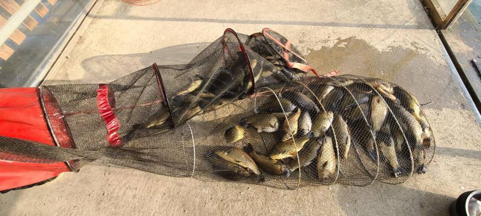 넷째주말 금토 힐링 양평 수곡낚시터 조황 붕어 방류 (유료터정보 - 유료터점주조황)