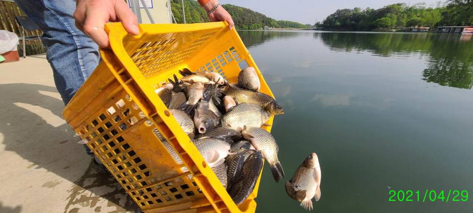 4월넷째주 힐링 수곡낚시터 화수요일 주중반 조황 금일 붕어방류 (유료터정보 - 유료터점주조황)