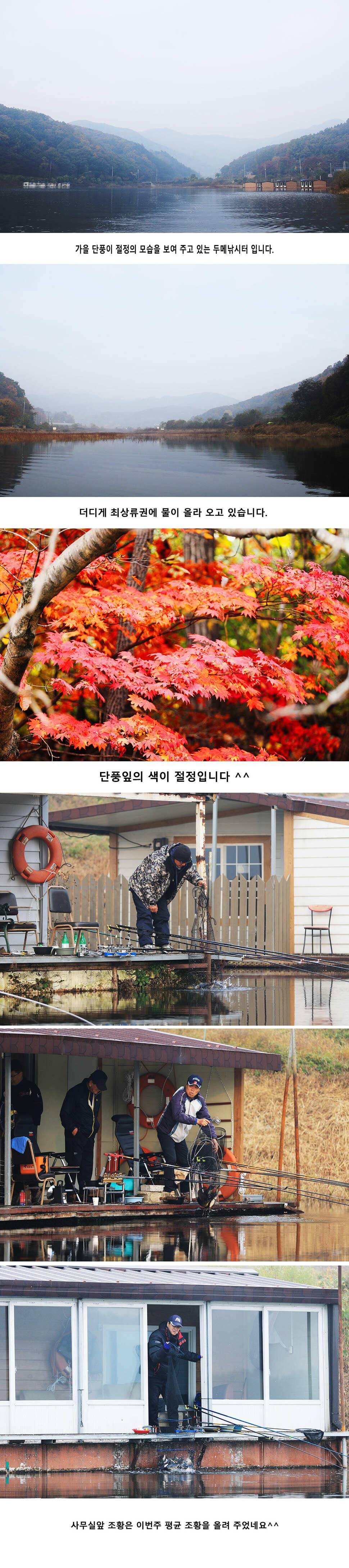 안성 두메낚시터 11월3일 조황안내 (유료터정보 - 유료터점주조황)