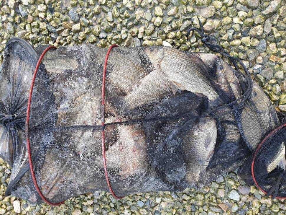 경주 동산낚시터붕어 전용잡이터지난주 조황 (유료터정보 - 유료터점주조황)