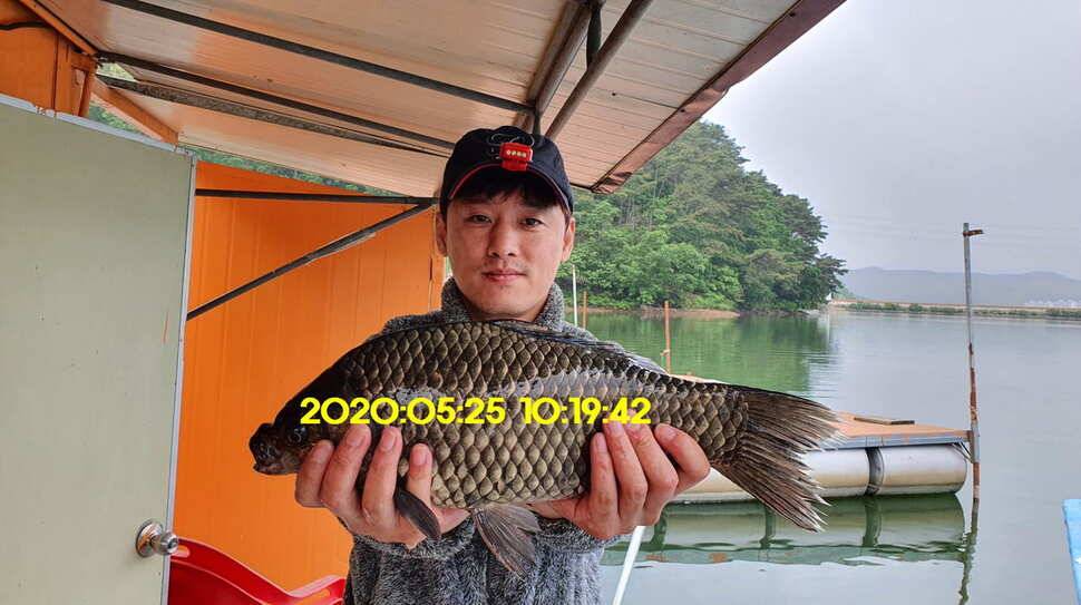 신원낚시터 6월2일토종대물 445짜리와 덩어리들 사진입니다 (유료터정보 - 유료터점주조황)