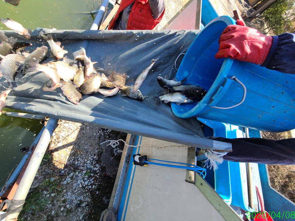 양평 힐링 수곡낚시터 자연산 토종붕어 대량방류 및 주중조황 안내 (유료터정보 - 유료터점주조황)