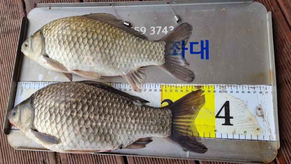 송전지서울좌대5월23일조황 (유료터정보 - 유료터점주조황)