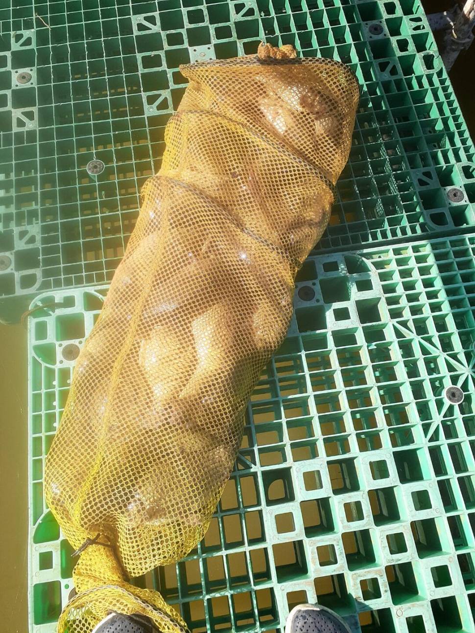 1미터 찌를 몸통까지 올려주는 경주동산낚시터 붕어들 (유료터정보 - 유료터점주조황)