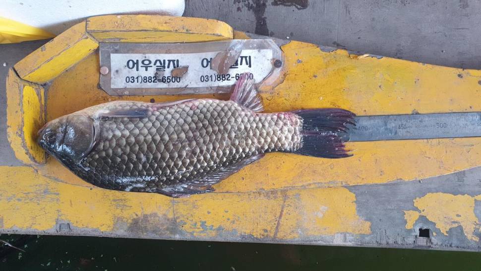 계속이어지는4짜 오늘도 9수 평일임에도 많이들 오셨읍니다 멋진어우실지에 빠졌담니다 ㅡ (유료터정보 - 유료터점주조황)