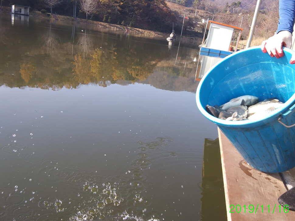 양평 수곡낚시터 자연산 4짜붕어 포함 대량 방류 및 노지 잔교 천막설치 완료하였습니다 (유료터정보 - 유료터점주조황)