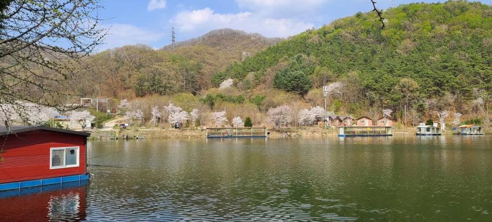 4월둘째주 양평 힐링 수곡낚시터 조황 붕어방류 (유료터정보 - 유료터점주조황)