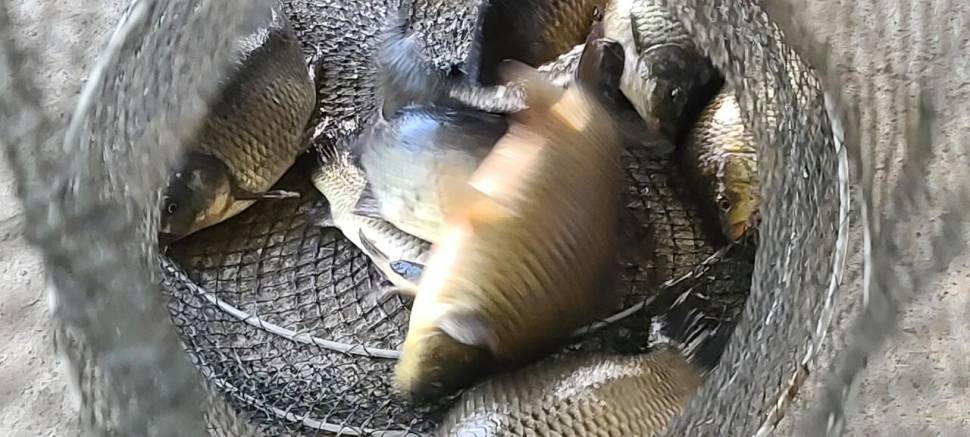 힐링 양평 수곡낚시터 넷째주초 조황 및 붕어 방류 완료 (유료터정보 - 유료터점주조황)