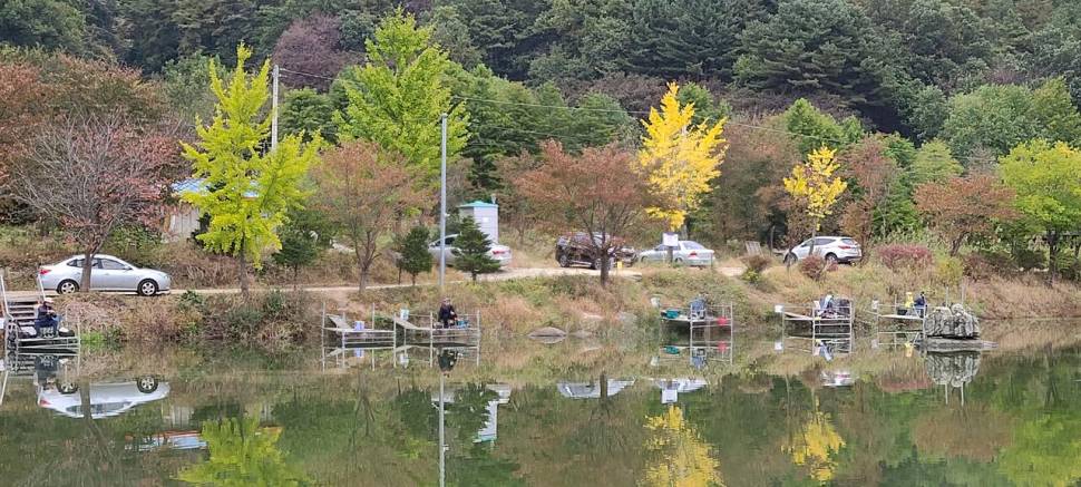 힐링 양평수곡낚시터 목금 주후반 꾸준한 조과 및 편차가 있네요 (유료터정보 - 유료터점주조황)