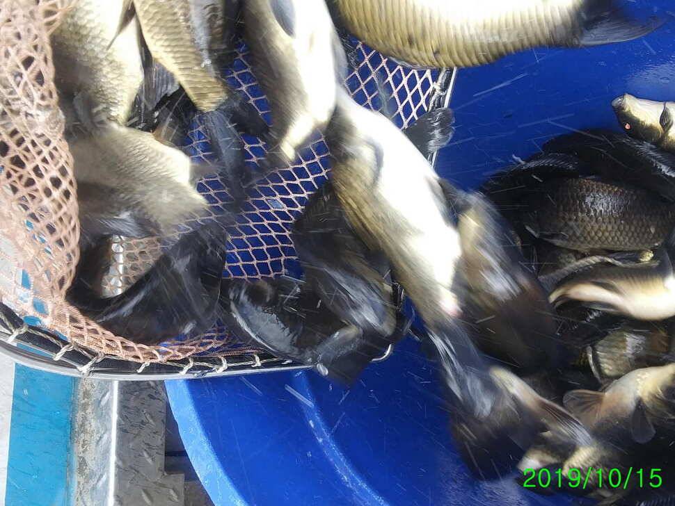 양평 힐링 수곡낚시터 주중 붕어 방류 조황 안내 (유료터정보 - 유료터점주조황)