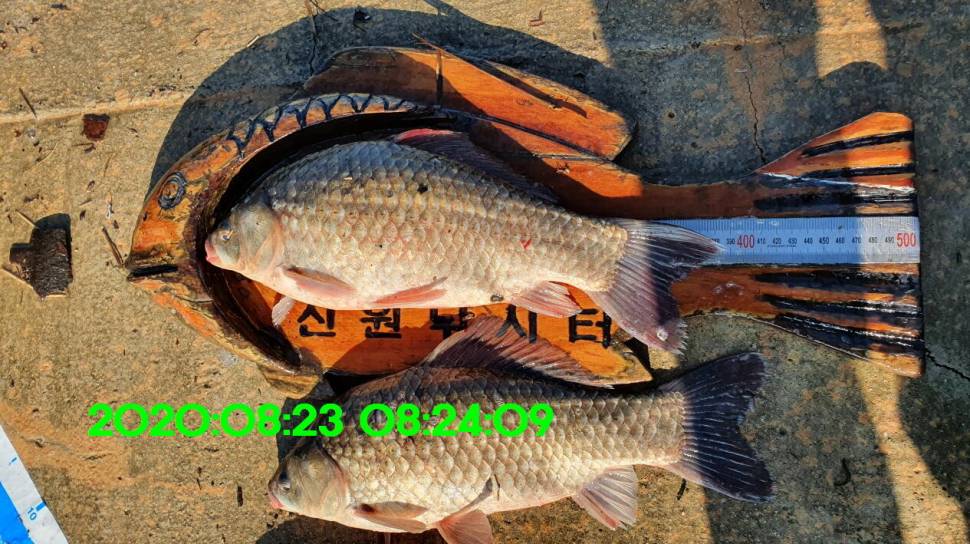 신원낚시터 8월27일 토종붕어 45짜리와 덩어리들 사진입니다 (유료터정보 - 유료터점주조황)