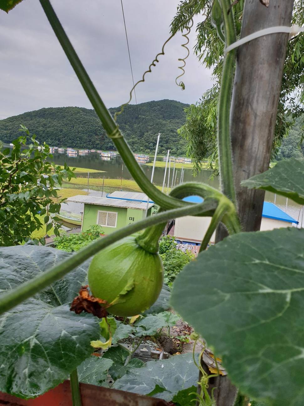 송전지서울좌대7월15일조황 (유료터정보 - 유료터점주조황)