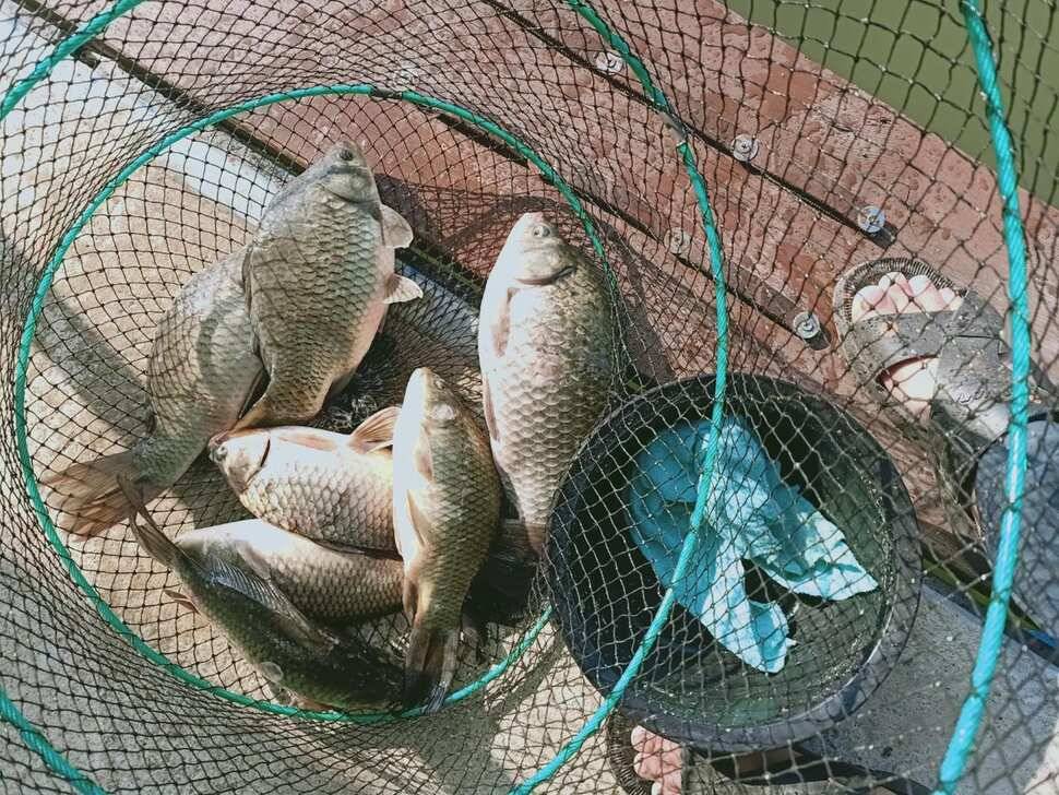 양평 힐링 수곡낚시터 바닥 토종대물 4짜 포함 붕어 마릿수도 꾸준히 늘어납니다 (유료터정보 - 유료터점주조황)