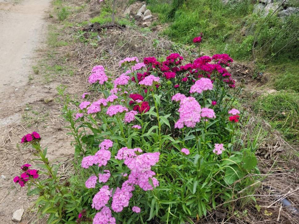아산 안골지 조황정보 입니다 (유료터정보 - 유료터점주조황)