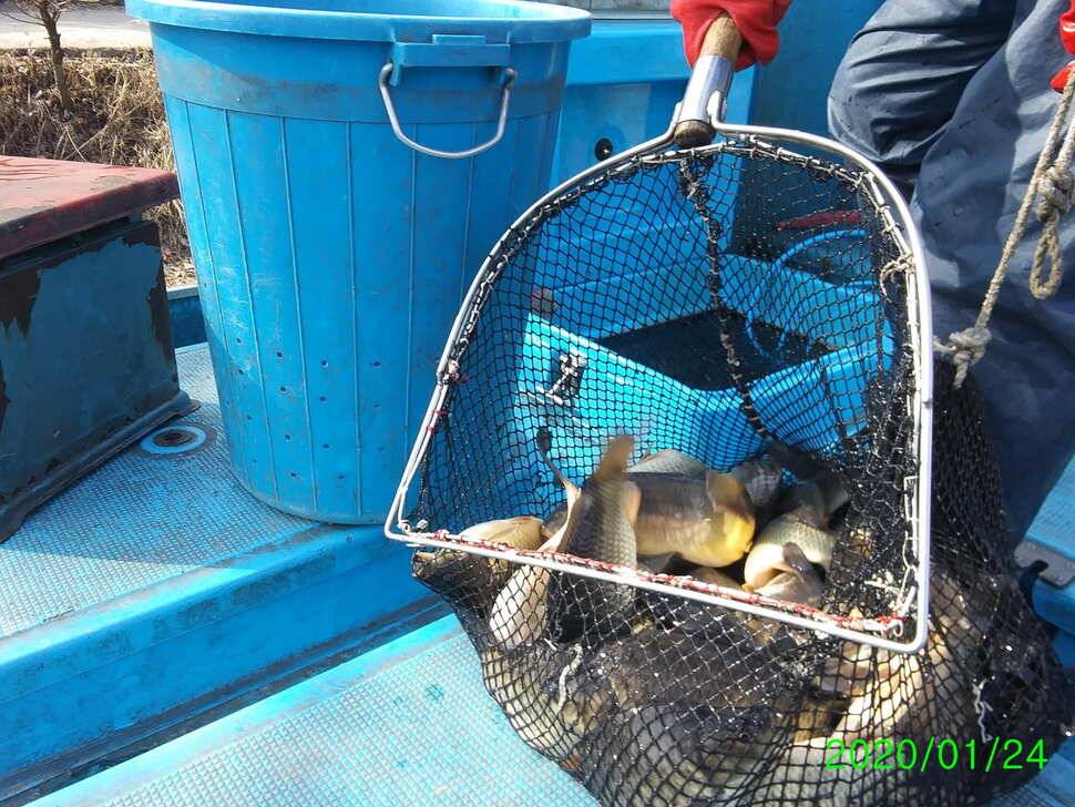 양평 힐링 수곡낚시터 연휴 조황 및 붕어 방류 안내 (유료터정보 - 유료터점주조황)
