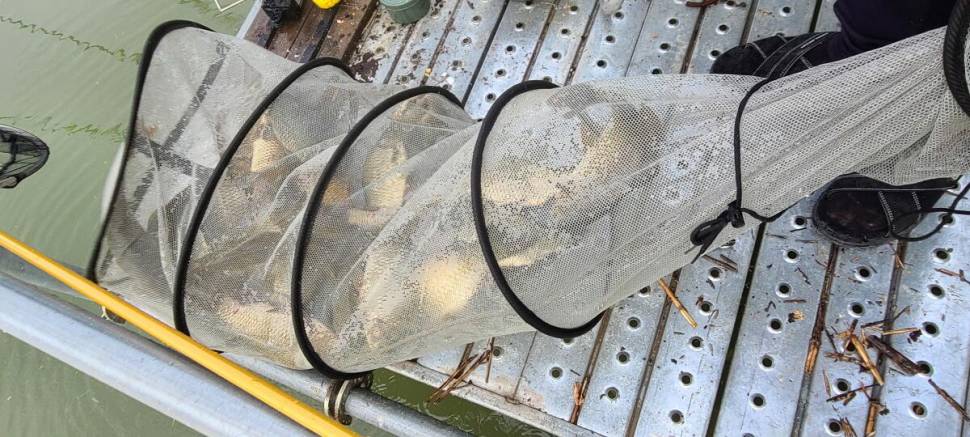 양평 힐링 붕어낚시 수곡낚시터 주말 좋은 조황 포함 고른편 이었습니다 (유료터정보 - 유료터점주조황)