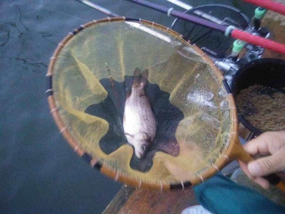 양평 힐링 수곡낚시터 어제 조황도 큰편차없이 고르게 괜찬았습니다 내일도 붕어방류 이어집니다 (유료터정보 - 유료터점주조황)