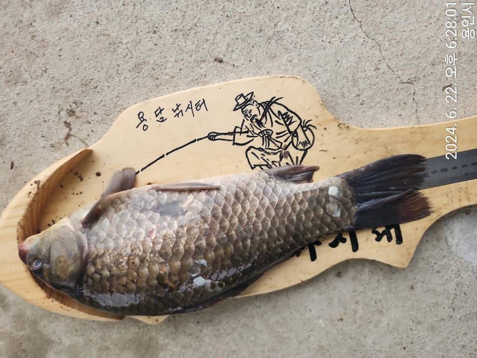 2024년 6월 넷째주 조황정보 용담낚시터사암지 22일토요일 비오는날 사짜만 12마리 (유료터정보 - 유료터점주조황)