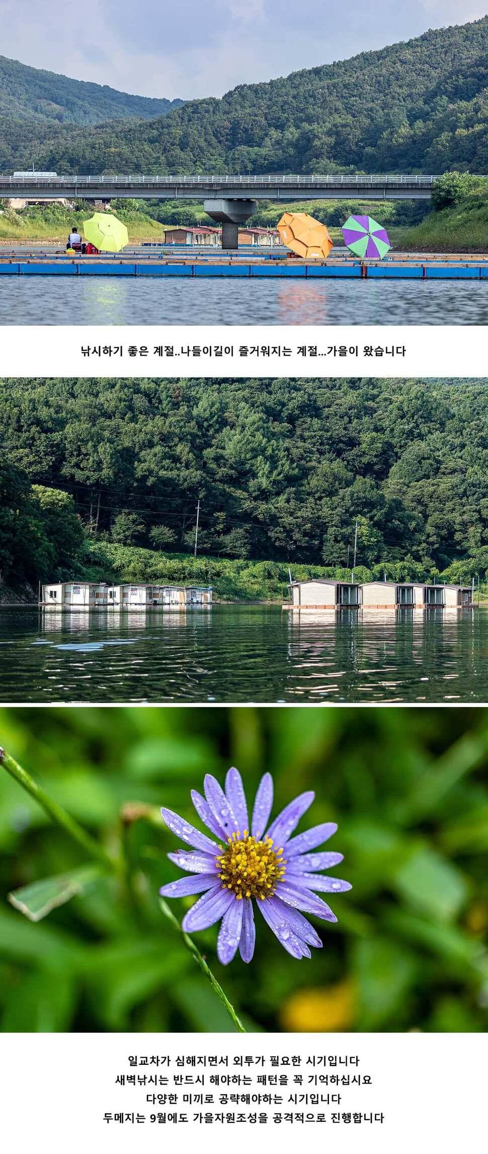 안성 두메낚시터 8월 30일 조황정보 (유료터정보 - 유료터점주조황)