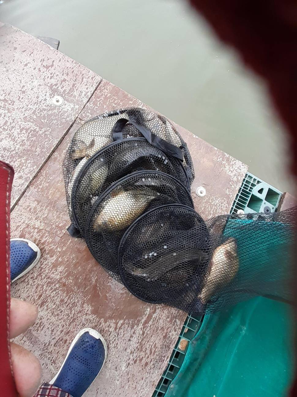 경주 동산낚시터붕어 전용잡이터지난주 조황 (유료터정보 - 유료터점주조황)