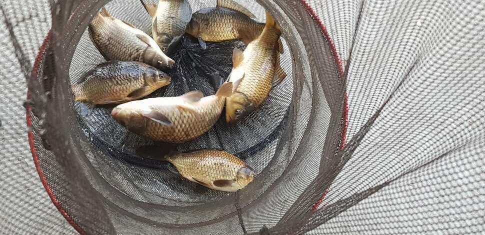 힐링 양평 수곡낚시터 4짜 대물붕어주중조황 및 붕어방류수상좌대 할인요금 안내 (유료터정보 - 유료터점주조황)
