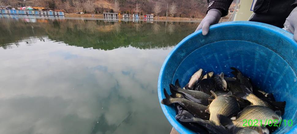 양평 수곡낚시터 붕어조과 좀더늘었네요 오늘 붕어방류 설연휴 추가방류 합니다 (유료터정보 - 유료터점주조황)