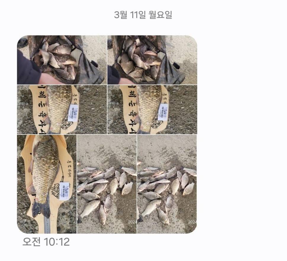 2024년 03월 둘째주 조황정보 용담낚시터사암지 (유료터정보 - 유료터점주조황)