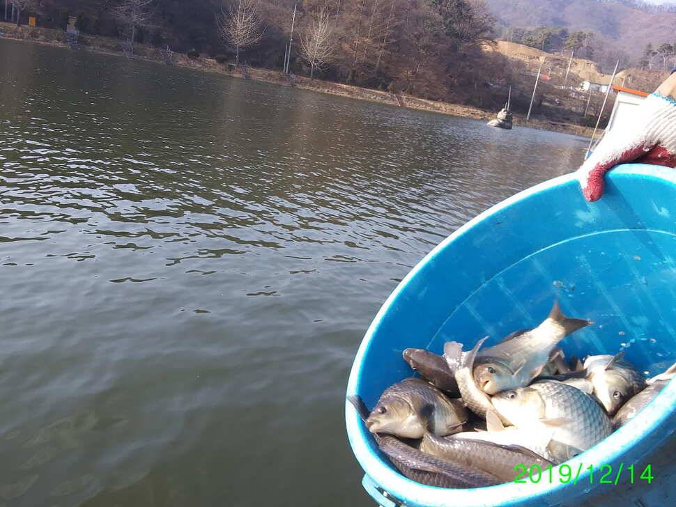 양평 힐링 수곡낚시터 주말 조황 및 붕어 방류 중형좌대 방한천막 추가설치 (유료터정보 - 유료터점주조황)