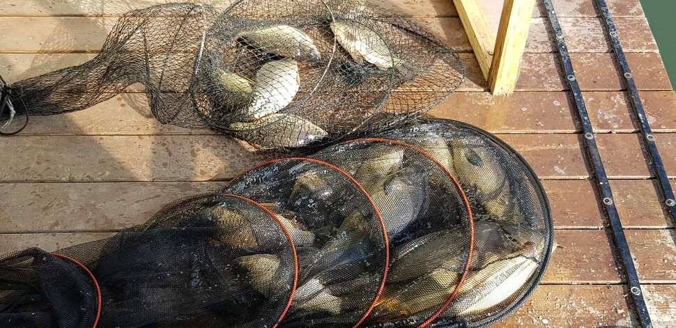 양평 수곡낚시터 수상좌대 할인기간 연장및 3월 첫주 주중 조황안내 (유료터정보 - 유료터점주조황)
