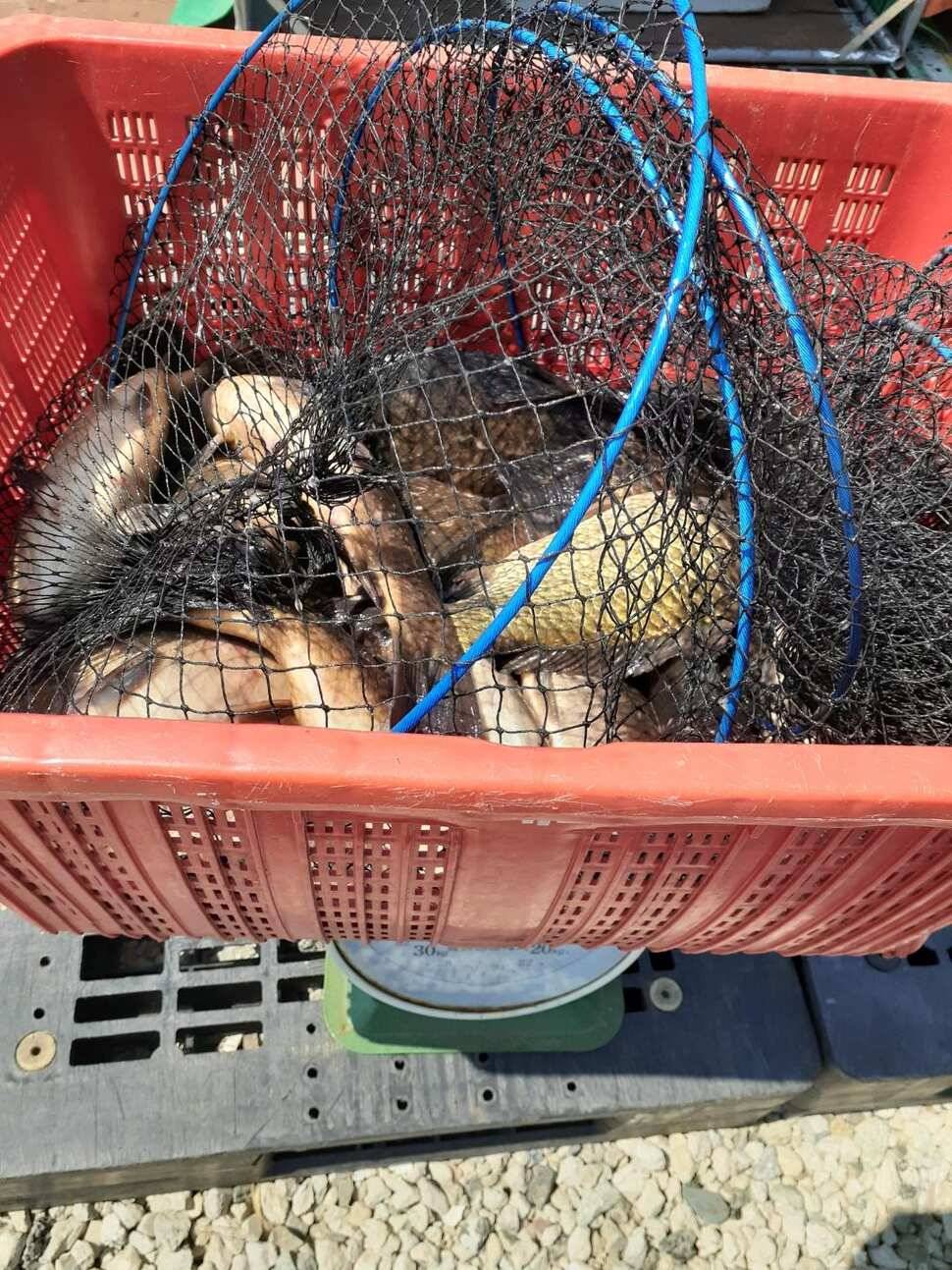 경주 동산낚시터붕어 전용잡이터지난주 조황 (유료터정보 - 유료터점주조황)