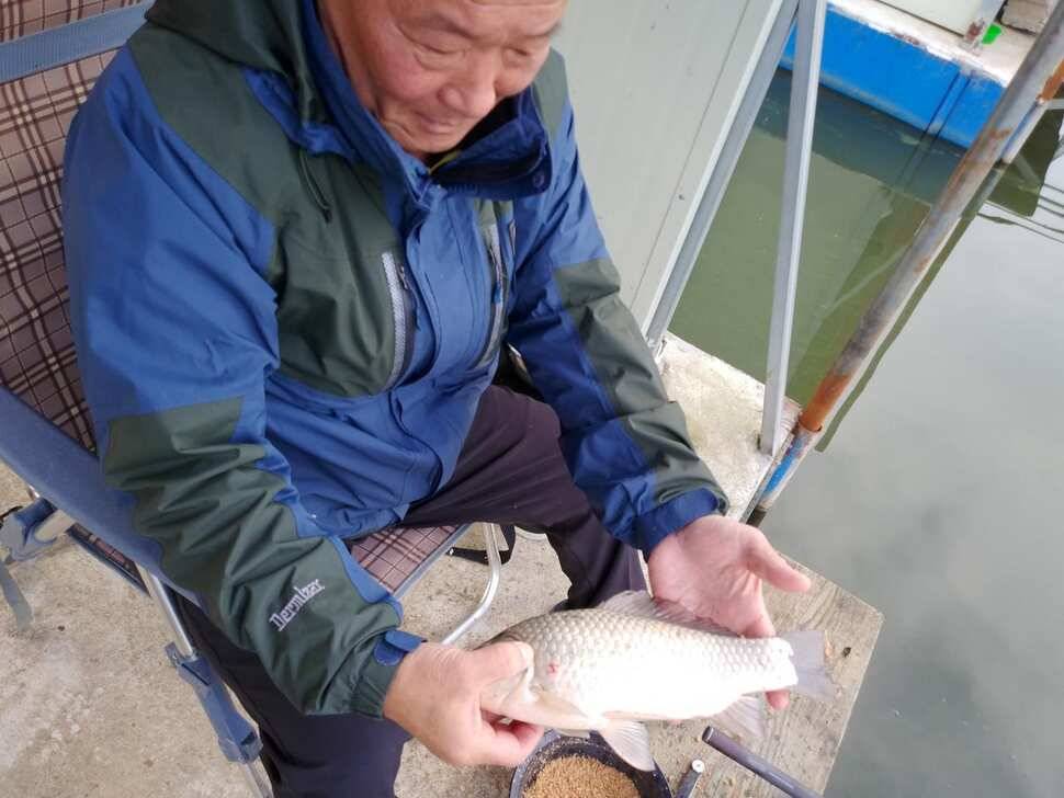 양평 수곡낚시터 오늘 붕어조황 씨알도 마릿수도 더 좋네요 10월10일 금일 붕어 방류 완료했습니다 (유료터정보 - 유료터점주조황)