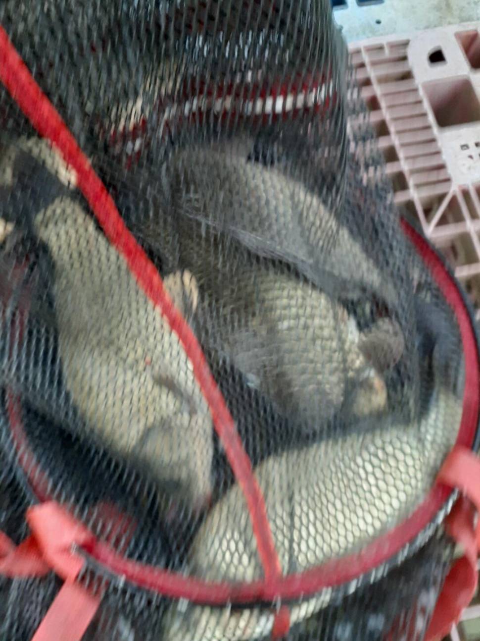 경주 동산낚시터붕어전용잡이터지난주 조황 (유료터정보 - 유료터점주조황)
