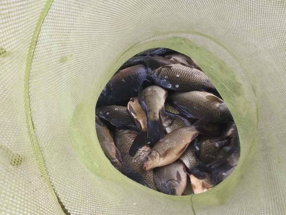 양평 힐링 수곡낚시터 붕어조황이 좀더 좋아졌습니다 (유료터정보 - 유료터점주조황)