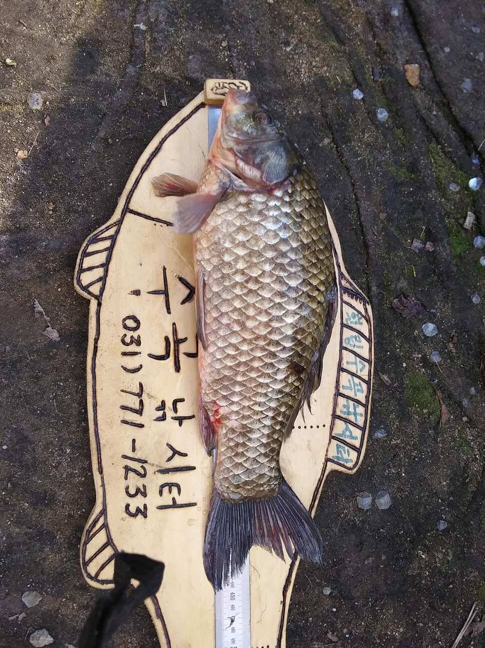 수곡낚시터 자연산 토종붕어 추가 방류 일요일 조황 소식 입니다 (유료터정보 - 유료터점주조황)