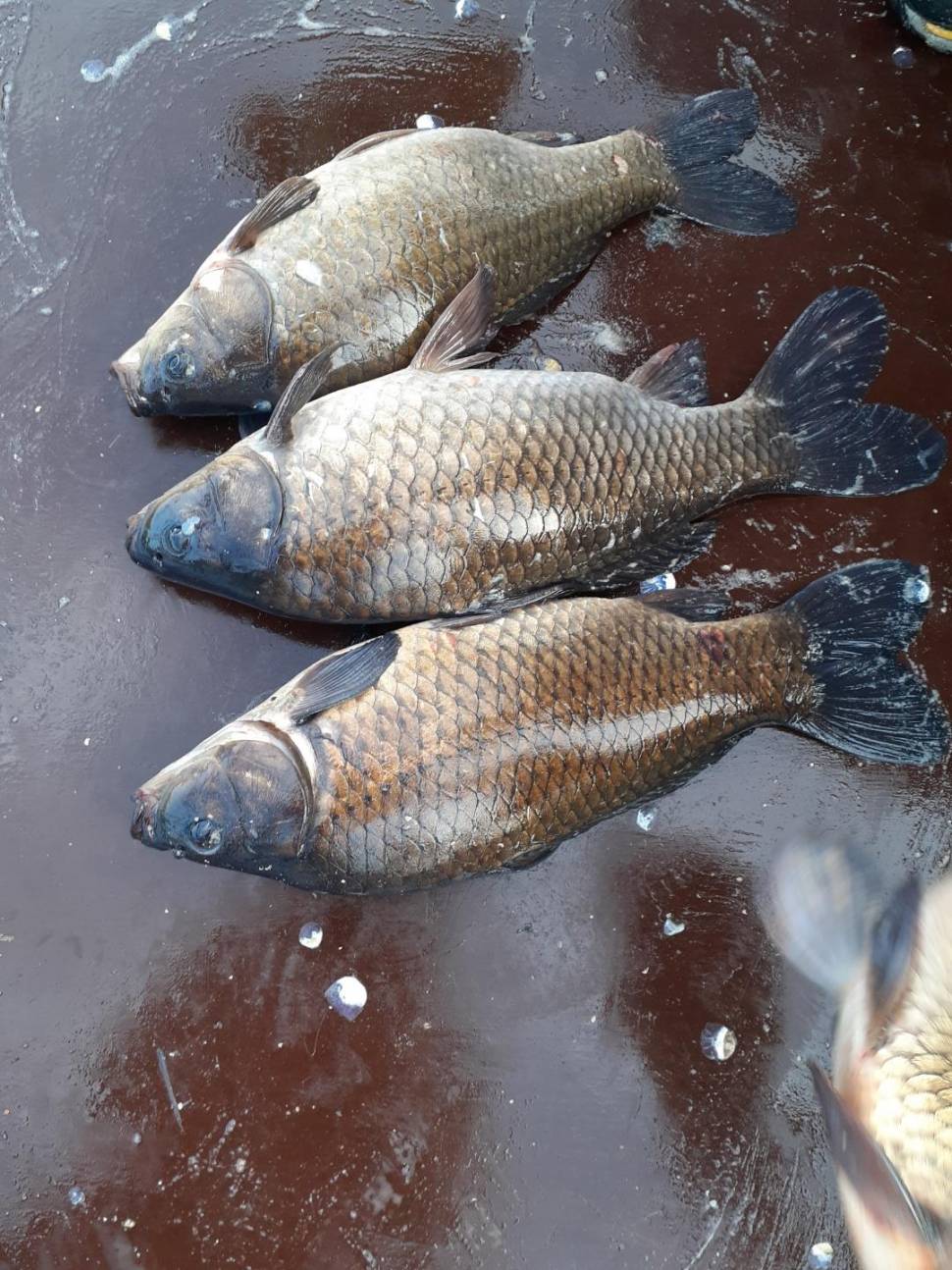경주 동산낚시터붕어 전용잡이터 지난주 조황 (유료터정보 - 유료터점주조황)