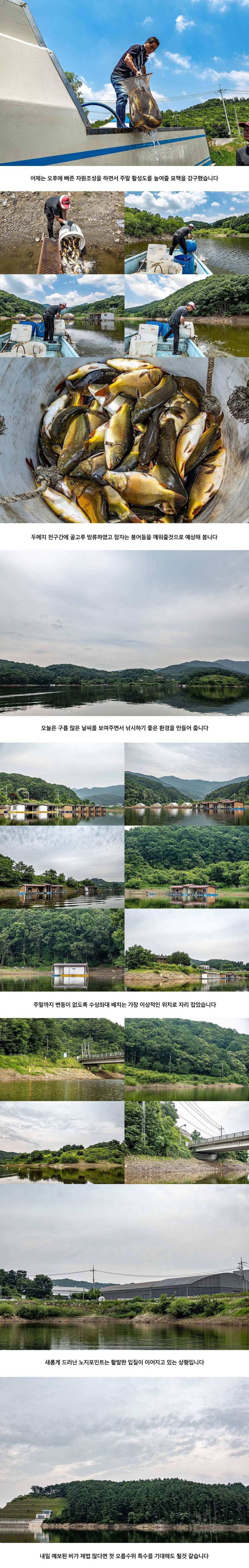 안성 두메낚시터 6월 12일 조황정보 (유료터정보 - 유료터점주조황)