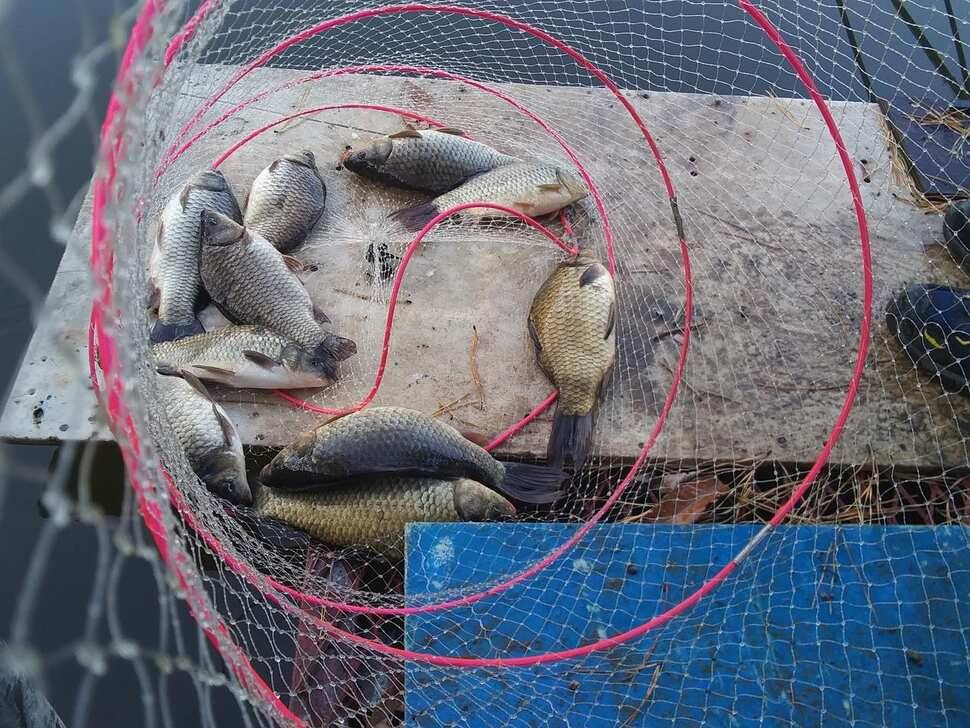 수곡낚시터 사은행사 및 방한시설 완비 자연산 붕어 금일 또 방류 조황 안내 (유료터정보 - 유료터점주조황)