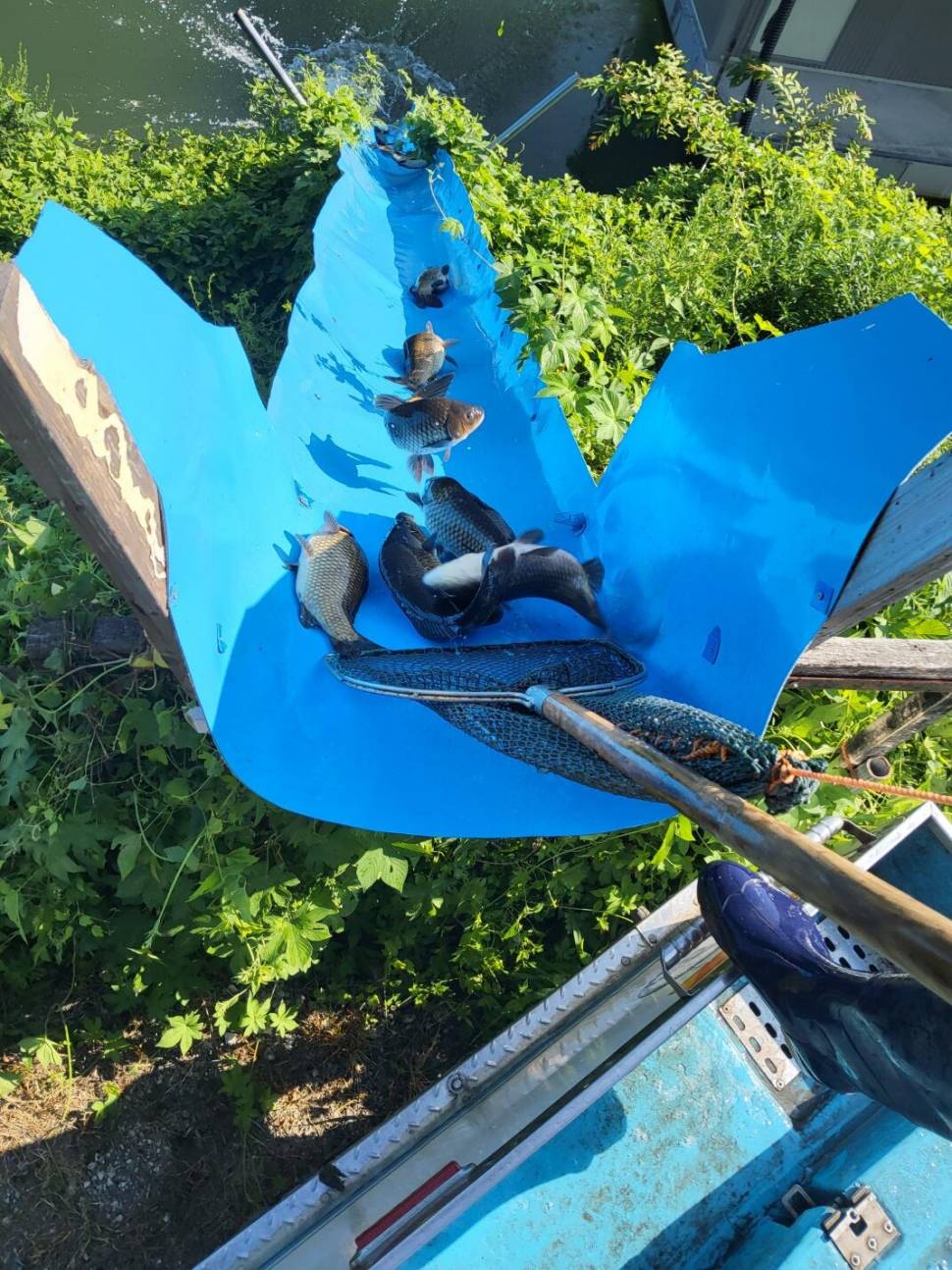 충북 괴산 오가리낚시터 8월 18일 조황 및 정기 붕어 입어모습입니다 (유료터정보 - 유료터점주조황)
