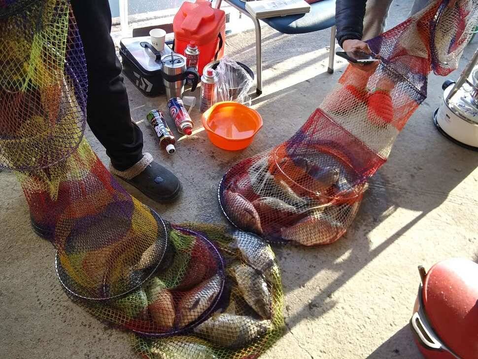 수곡낚시터 주중에 붕어조황이 다시 회복되네요 오늘 붕어 방류 완료했습니다 (유료터정보 - 유료터점주조황)