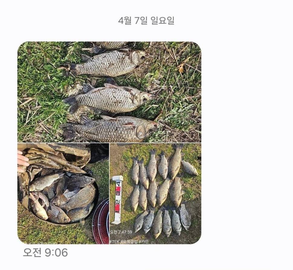 2024년 04월 둘째주 조황정보 용담낚시터사암지 이번주 4짜 1마리 (유료터정보 - 유료터점주조황)